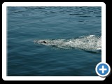 Fun to swim